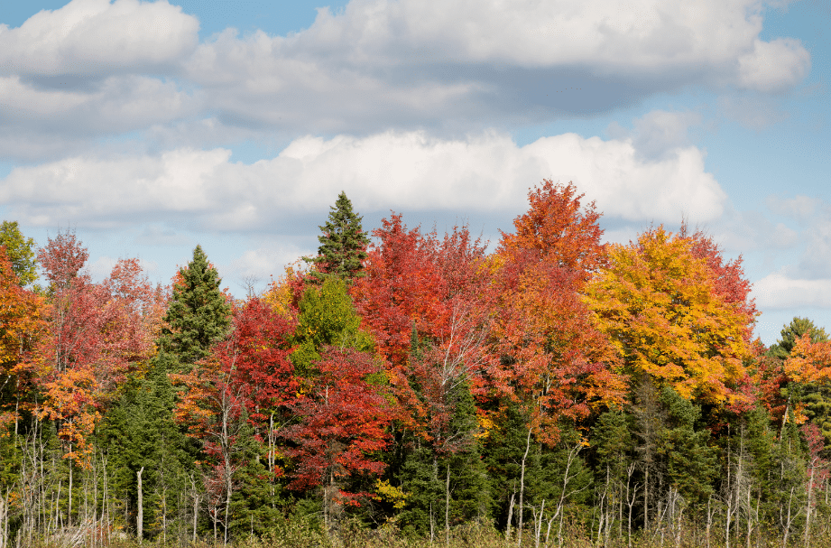 maple trees part of Canadian Culture